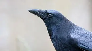 kruk, ptak