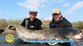 Wędkarze łowią w Wiśle gigantyczne sumy. "Największe ryby biorą w nocy"