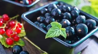 czarna porzeczka, owoce