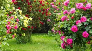 Róże parkowe – uprawa, przycinanie, pielęgnacja. Jakie odmiany róży parkowej sadzić w ogrodzie