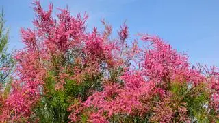 Kwitnące krzewy tamaryszku