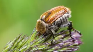 Włochate chrząszcze atakują. W Polsce jest ich coraz więcej