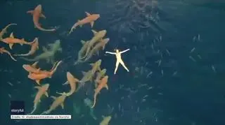 Sennik: rekin - jakie jest ukryte znaczenie snu? | Dzień Dobry TVN