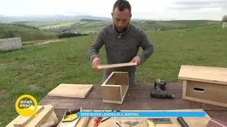 Jak zbudować budkę lęgową dla jerzyków krok po kroku? Wymiary, impregnacja