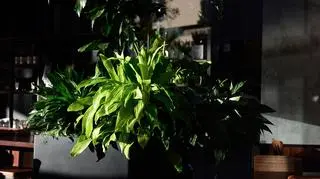 Czy dracena jest trująca dla kota? Podstawowe informacje