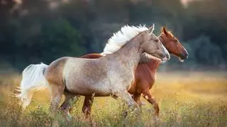 Rodzaje koni – podział ze względu na umaszczenie