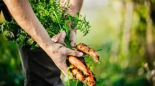 Męrzczynza, który uprawia marchew 