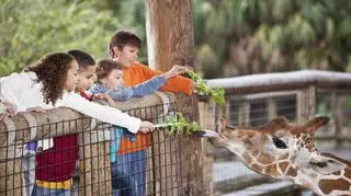 dzieci w zoo karmią żyrafę 