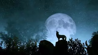 Wilk wyjący do Księżyca 