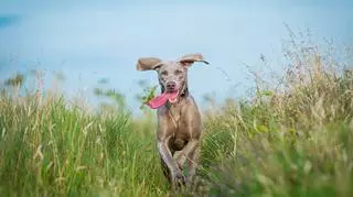 Radosny pies z językiem na wierzchu biegnie przez łąkę