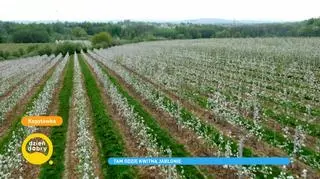 Piękno sadów owocowych w Kopytówce. "Zbiory będą obfite"
