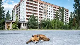 Mieszkańcy Czarnobyla 35 lat po katastrofie. Teraz to głównie dzikie zwierzęta