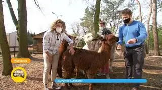 Alpaki potrzebują pomocy. Trwa zbiórka