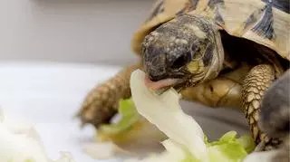 Hodowla żółwia – co musisz wiedzieć o pielęgnacji?