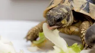 Co warto wiedzieć o hodowli żółwia? Porady