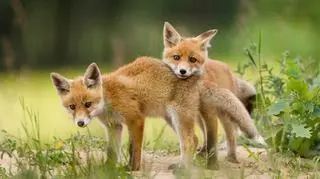 Sejm uchwalił nowelę ustawy o ochronie zwierząt. Co zawiera?