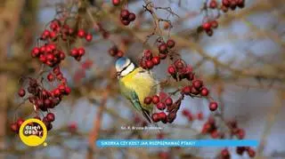 Ptaki zimujące. Zobacz, które zostają z nami w Polsce