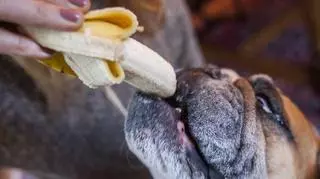 Banan dla psa