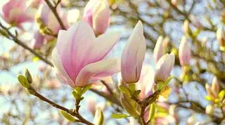 Magnolia gwiaździsta