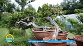 Sztuka bonsai. Jak uformować drzewko bonsai?