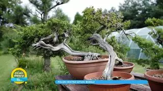 Sztuka bonsai. Jak stworzyć miniaturowe drzewko?