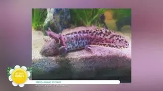 Hodowla aksolotli - jak wygląda opieka nad egzotycznymi zwierzętami?