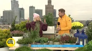 Piękny balkon jesienią. Jakie rośliny wybrać o tej porze roku?
