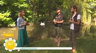 Łabędzie po przejściach znalazły azyl. Co zrobić, gdy widzimy ranne dzikie zwierzę?