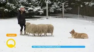 Border collie - psy, dla których relacja z człowiekiem jest najważniejsza. Jak wygląda ich szkolenie?