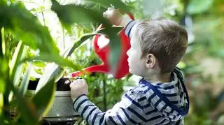 Rośliny doniczkowe - monstera, fikus i paprocie. Jak o nie dbać? 