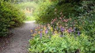 Cieniolubne krzewy i rośliny w angielskim ogrodzie