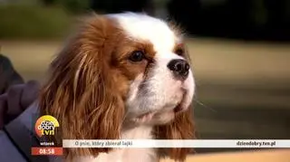 Psiaki i kociaki, które zbierają więcej lajków niż Ty!