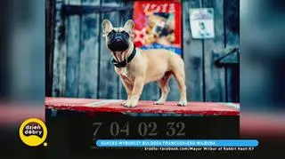 Buldog francuski został burmistrzem amerykańskiego miasteczka Rabbit Hash