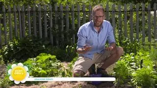 Pielęgnacja roślin - jak znaleźć na nią czas? Zobacz sprawdzone patenty