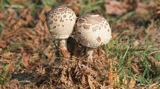 Jadalne grzyby - na zdjęciu kania.