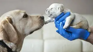 Szczeniak i dorosły pies