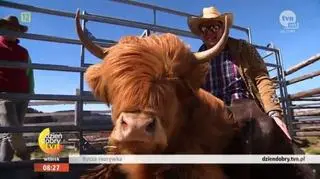 Bycza rozrywka, czyli Chajzer dosiadł byka 