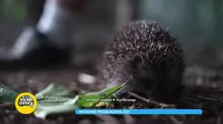 Jak się zachować, gdy znajdziemy jeża?