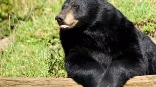 niedźwiedź czarny 