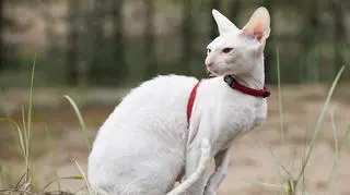 Kot rasy cornish rex