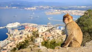 Co warto zobaczyć na Gibraltarze? Historia i zabytki