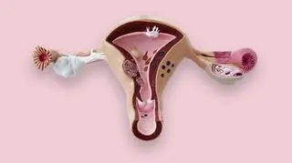 Kobiece narządy rozrodcze 