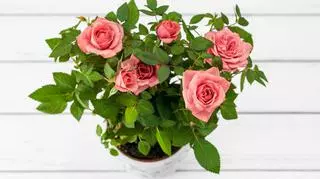 Jak pielęgnować róże w doniczce? Uprawa róż doniczkowych w domu i w ogrodzie