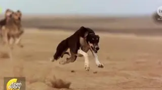 Saluki - psy czystej krwi arabskiej