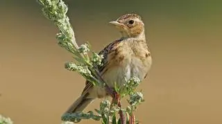 Ptaki wiosenne – jakie są, co warto o nich wiedzieć?