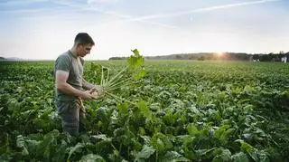 mężczyzna na polu buraków cukrowych