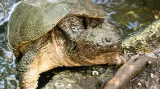 Żółw Sępi