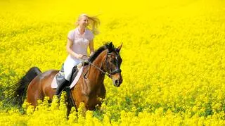 Kobieta jadąca konno na tle rzepak 