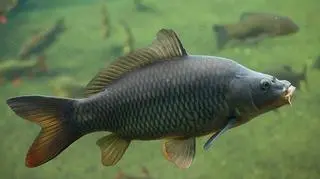 Karp