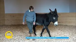 Polscy skoczkowie narciarscy trenują z osłami. "Trudno było im uwierzyć w to, że mogą pomóc"